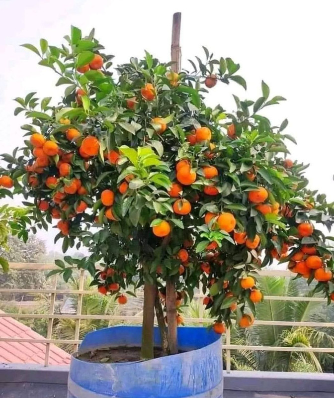 কমলার চারা  3 পিচ